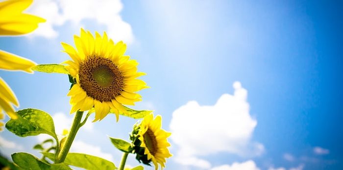 summer-the-sky-sunflowers-nature-wallpaper-preview